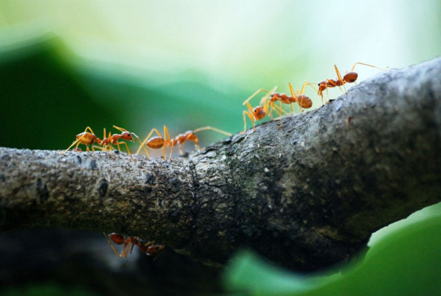 How To Get Rid Of Ants